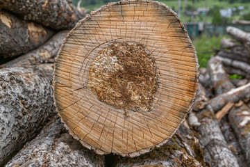 Naklejka premium Closeup view of a cut old tree trunk 