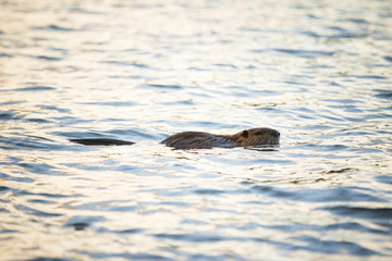 Fototapeta premium 池を泳ぐヌートリア