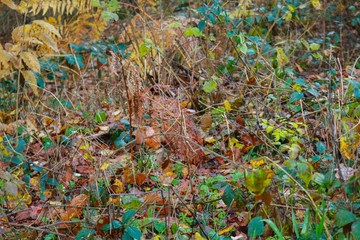 Le differenti sfumature di colori del bosco in autunno, stagioni e natura