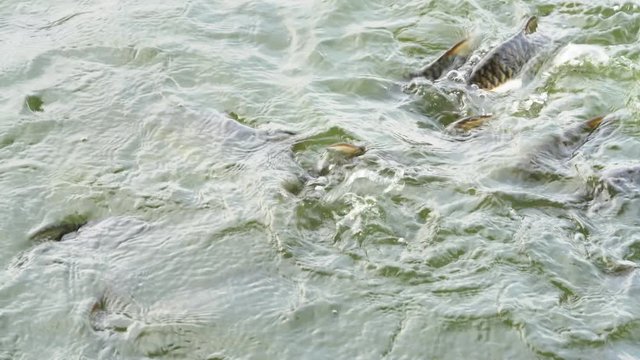 Java barb or Silver barb in farm