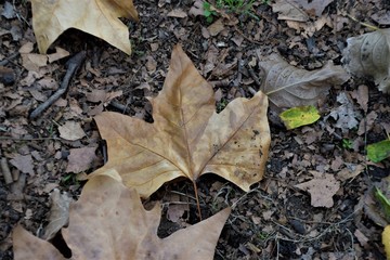 Dry yellow brown leaf on park ground detail autumn winter colours