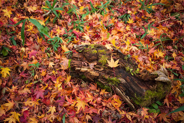 イロハモミジの落ち葉