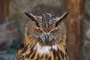 Grumpy owl