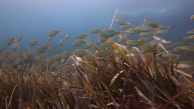 snorkeling en las aguas de mallorca entre peces