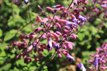 purple wild flowers close up