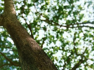 Abstract tree background The light shines in bokeh, blurred pictures.