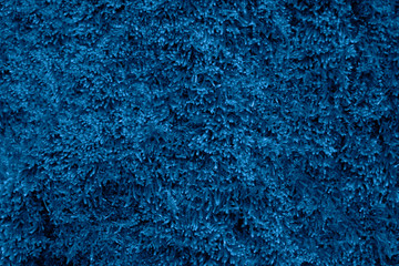 Trend color 2020 classic blue, top view, layout for design. rendy color concept of the year, classic blue background. Blue mossy texture, background. Ecology concept, forest plant, place for text.