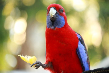 red bird eating food