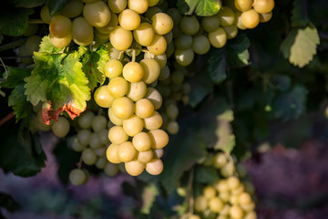 Ripening brushes of white grapes close up in the sunlight closeup
