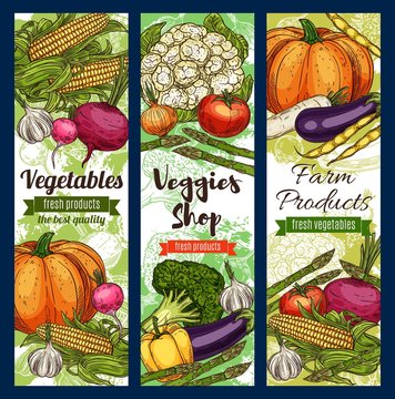 Vegetables and farm products sketches, veggies shop. Vector pumpkins and cauliflower, sweet corn and eggplant, radish and tomato. Garlic and pepper, asparagus and celery, beetroot and pea beans