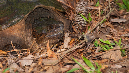 Large turtle watching the camera