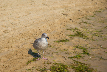 Seagulls on the beach of Baltic Sea in Sopot