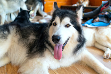 Alaska Malamute dog portrait in domesticated pet. They are very friendly and good excessively should choose as pets in your home to close to children
