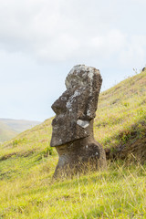 A moai on the outer slopes of Rano Raraku volcano. Rano Raraku is the quarry site where the moais were carved. Easter Island, Chile