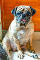 Bulldog portrait in domesticated pet. They have a saggy face and wrinkled skin but are very friendly to humans