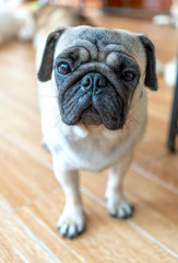 Bulldog portrait in domesticated pet. They have a saggy face and wrinkled skin but are very friendly to humans