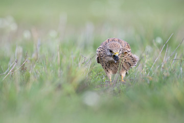 A common kestrel viewed from a low angle coughing up a pellet in the grass.
