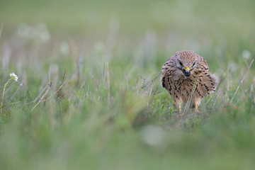 A common kestrel viewed from a low angle coughing up a pellet in the grass.