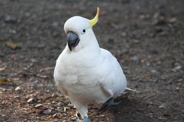 white cockatoo standing on the ground