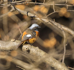 軽井沢野鳥の森 ジョウビタキ