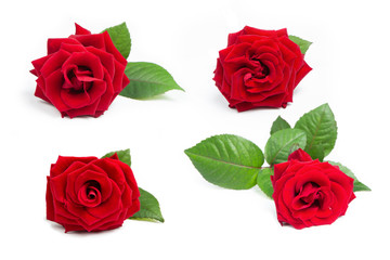 Set of red roses on a white isolated background. Close-up. Elements for decoration.