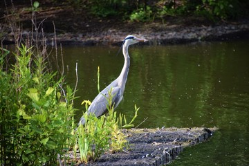 Heron in park pond nature scene