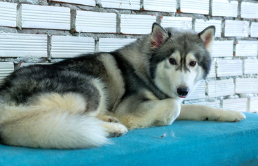 Siberian Husky with hypnotizing eyes in domesticated pet. They have elegant appearance, love of freedom and desire for independence, have the instinct to hunt and protect people