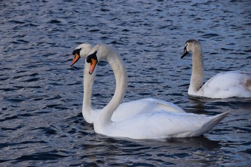 Beautiful white swans in park lake