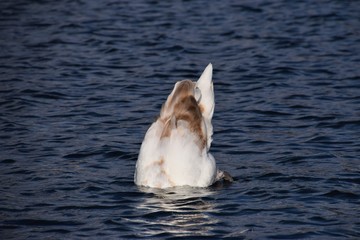 Obraz premium White swan diving upside down in park lake