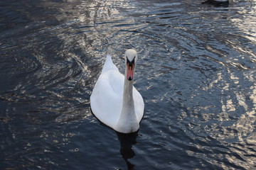 Beautiful white swan in park lake