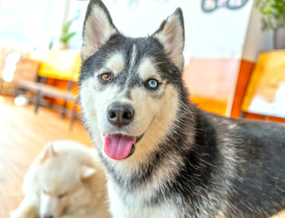 Siberian Husky with hypnotizing eyes in domesticated pet. They have elegant appearance, love of freedom and desire for independence, have the instinct to hunt and protect people