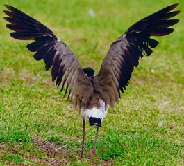 Spread your winds and soar