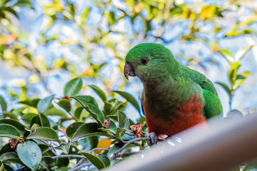 Australian King-parrot female in the garden