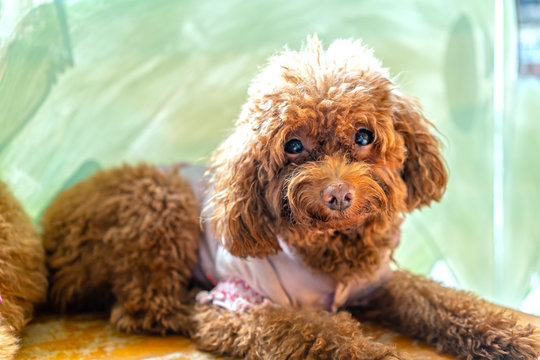 Cute puppies with impressive fur in the domesticated house. They are very friendly and good friends with humans
