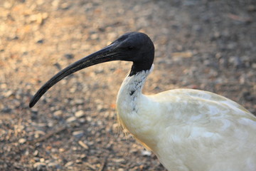 Australian water bird with black head and white body