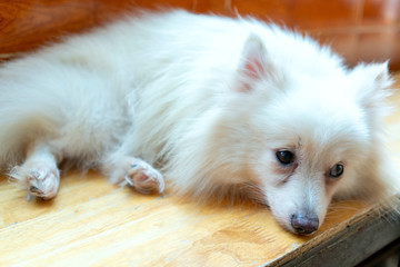 Samoyed dog portrait in domesticated pet. They are very friendly and good excessively should choose as pets in your home to close to children