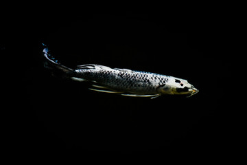 koi carp fish japan isolated on black background