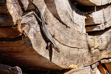 Spencer’s Skink on a log
