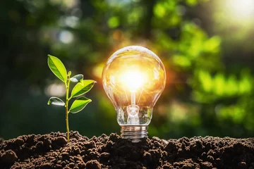 Foto op Plexiglas lightbulb tree with sunlight on soil. concept save world and energy power © lovelyday12