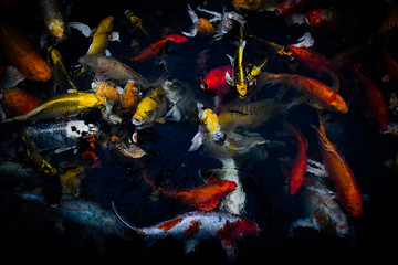 Fototapeta na wymiar koi carp fish japan isolated on black background