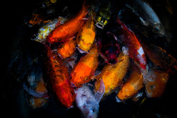 koi carp fish japan isolated on black background