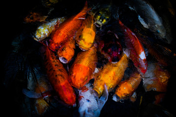 koi carp fish japan isolated on black background
