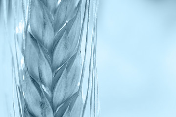  rye  spike closeup.  rye spike background.  rye  ear macro
