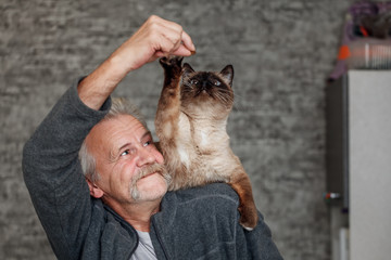 Old man plays with siamese cat in the kitchen