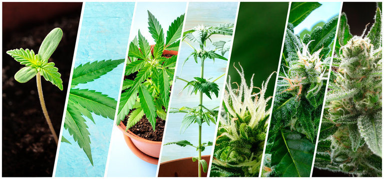 Cannabis collage. Many photos of various stages of growing marijuana plants at home, in chronological order