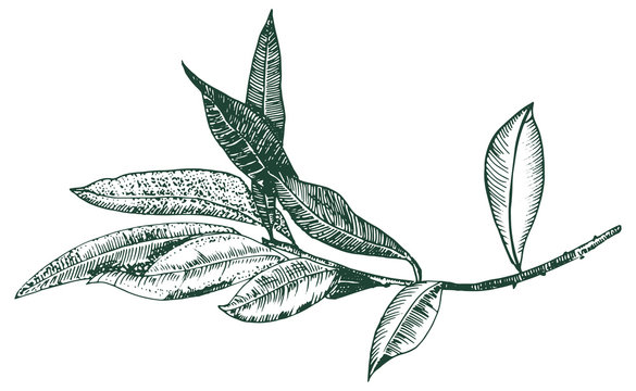 Vector Olive Branch Drawing, Engraving Style, Isolated On A White Background, A Hand Drawn Sketch