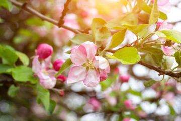 Fresh white and pink apple tree flowers blossom on green leaves background in the garden in spring