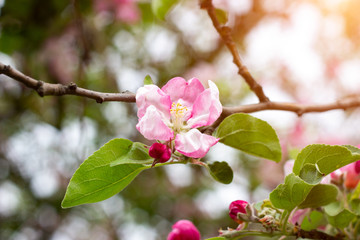 Fresh white and pink apple tree flowers blossom on green leaves background in the garden in spring