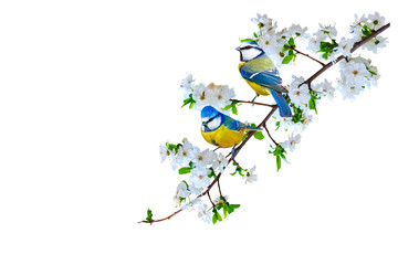 Spring nature and cute bird. White background. Isolated bird and branch.