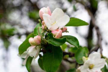 Obraz premium Fresh white and pink apple tree flowers blossom on green leaves background in the garden in spring